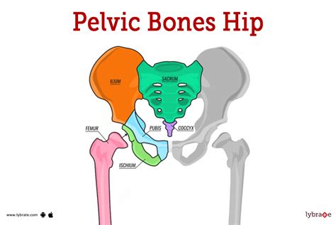 hip chanel boyer|Hip Anatomy, Pictures, Function, Problems & Treatment.